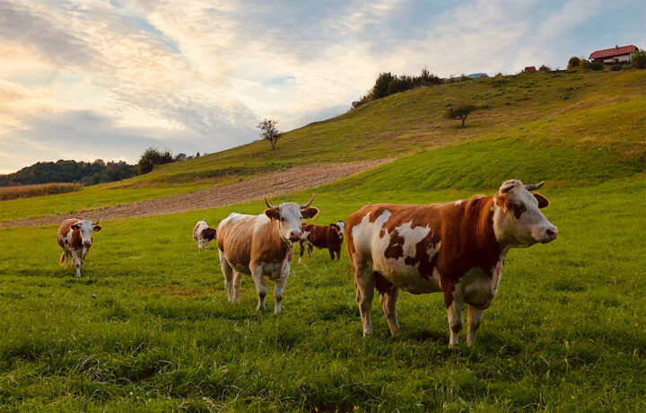 Organic Meat Delivery Services