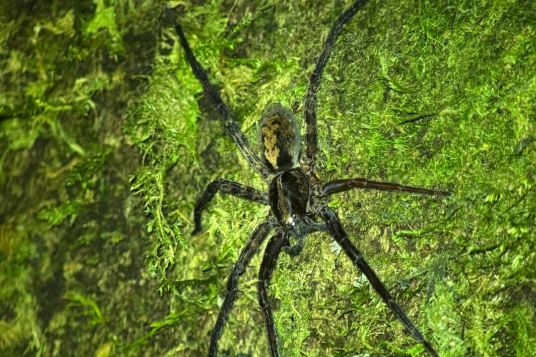 Large spider on moss-covered tree during a guided night walk in Monteverde, Costa Rica